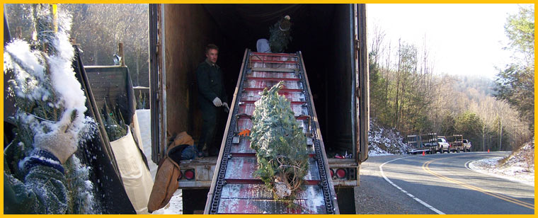 NC Fraser Fir Christmas Tree - Boone NC Restaurants