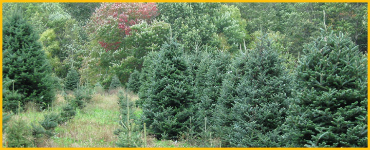 Cut Your Own Christmas Tree In NC -  NC Choose N Cut Tree Farm
